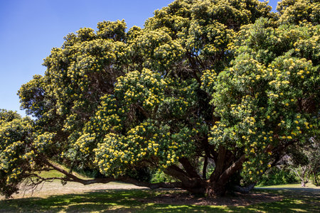 Rare yellow New Zealand Pohutukawa tree in flowerの写真素材