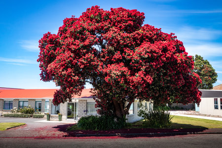 Blooming Pohutukawa tree in front of old age pensioner flats at Patea, Taranaki, New Zealandの写真素材