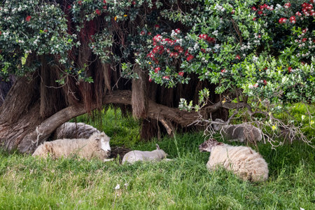 Sheep and lambs resting under a tree in rural New Zealandの写真素材