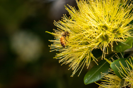 Bee on yellow Pohutukawa flower. Shallow depth of field. Selective focus.の写真素材