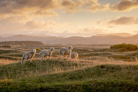 Flock of sheep grazing at sunset on rolling coastal land, early summer, near Gisborne, New Zealandの写真素材