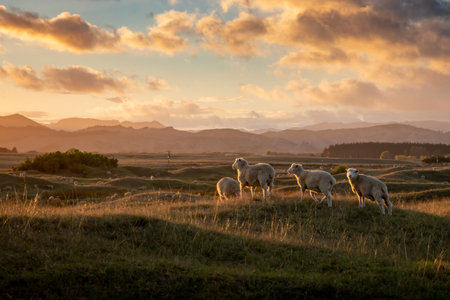 Flock of sheep grazing at sunset on rolling coastal land, early summer, near Gisborne, New Zealandの写真素材