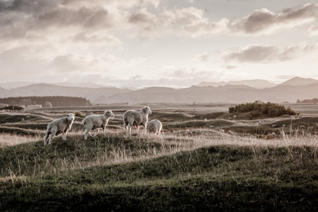 Flock of sheep grazing at sunset on rolling coastal land, early summer, near Gisborne, New Zealandの写真素材