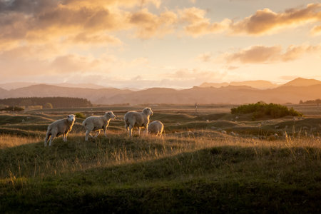 Flock of sheep grazing at sunset on rolling coastal land, early summer, near Gisborne, New Zealandの写真素材