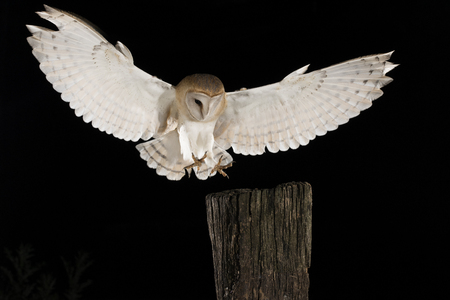 Barn Owl, in flight of perching on a trunk with open wings, black background, Tyto albの写真素材