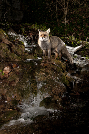 Fox, vulpes vulpes, in a waterfall with ice