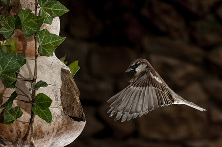 Flying sparrow, in bird feeder, Passer domesticus, maleの写真素材