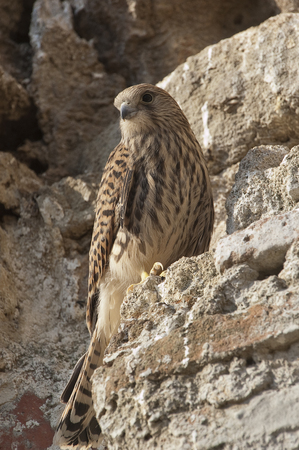Lesser kestrel, female, Falco naumanniの写真素材