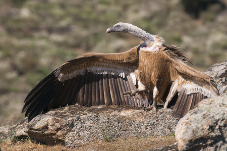 Griffon Vulture (Gyps fulvus) with open wings, flying scavenger birdsの写真素材