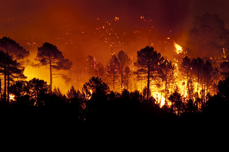 Forest fire, Pinus pinaster, Guadalajara (Spain)の写真素材