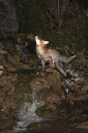 Fox, vulpes vulpes, in a waterfall with iceの写真素材