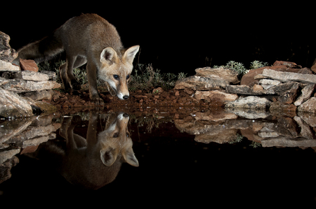 Fox, vulpes vulpes, drinking water with reflectionの写真素材