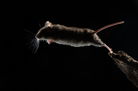 Field mouse jumping, Apodemus sylvaticus