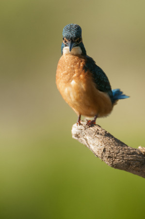 Kingfisher (Alcedo atthis) perchedの写真素材