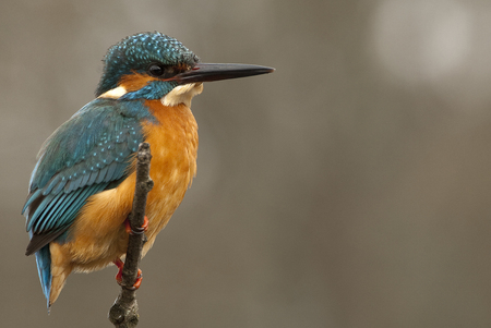 Kingfisher (Alcedo atthis) perchedの写真素材
