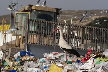 Stork looking for food in the garbageの写真素材