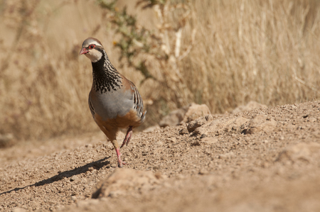 The red-legged, Alectoris rufa, among the grassの写真素材