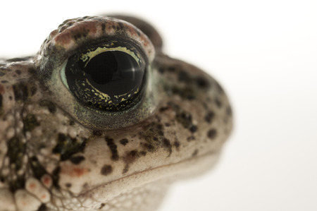 Natterjack toad (Epidalea calamita) with White background, Eye Detailの写真素材