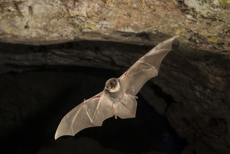 Bat-bent common miniopterus schreibersii, flying in the basement
