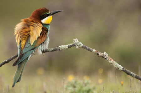 European bee-eater (Merops apiaster), perched on a branch with a dragonfly