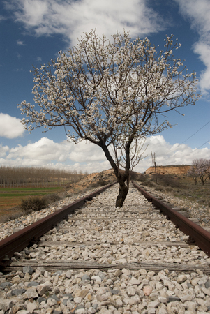 Almond tree in flower occupying some old railroad tracksの写真素材