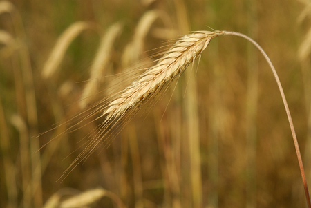 Secale cereal, Rye, Allergens Plantsの写真素材