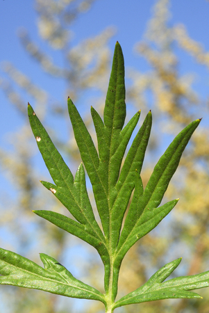 Artemisa vulgaris, Allergens Plantsの写真素材