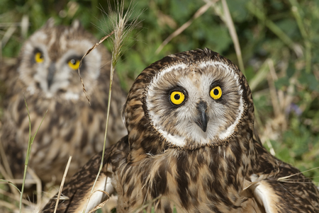 Short eared owl, Asio flammeus, country owl, portrait of eyes and faceの写真素材
