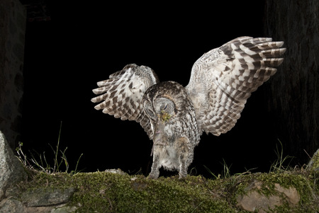 A Tawny owl, hunting mouse, rural environment, flyingの写真素材