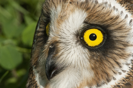 Short eared owl, Asio flammeus, country owl, portrait of eyes and faceの写真素材