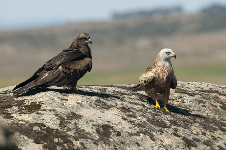 Red kite, Milvus milvus, Black Kite, Milvus migrans, standing on a rockの写真素材