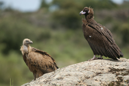 Cinereous Vulture, Aegypius monachus and Griffon Vulture, Gyps fulvus, standing on a rockの写真素材