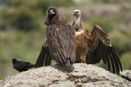 Cinereous Vulture, Aegypius monachus and Griffon Vulture, Gyps fulvus, Common raven, Corvus corax, standing on a rockの写真素材