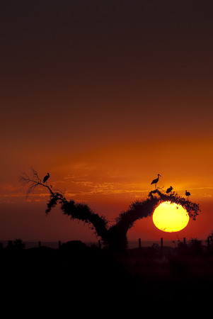 White storks (Ciconia ciconia), perched on an oak at sunset, silhouettesの写真素材