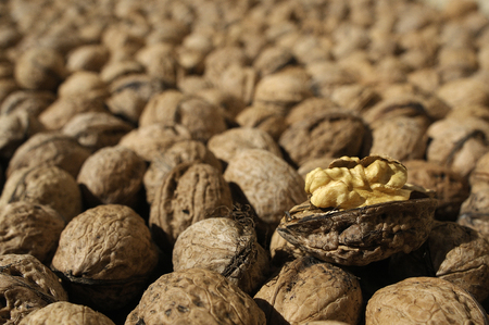 Group of nuts, nuts, vegetable oilの写真素材