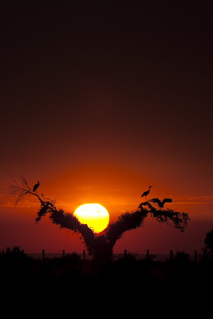 White storks (Ciconia ciconia), perched on an oak at sunset, silhouettesの写真素材