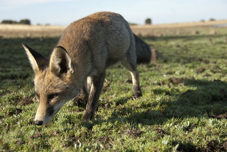 Fox, vulpes vulpes, Looking for food in the meadow, portraitの写真素材