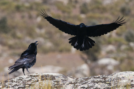Raven - Corvus corax,  Flying portrait and social behaviorの写真素材
