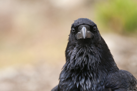 Raven - Corvus corax, Portrait of eyes, head and beakの写真素材