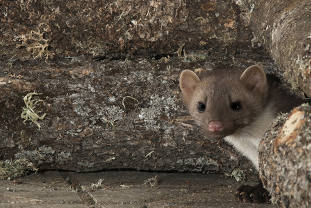 Stone Marten - Martes foina, portrait, nocturnal mammalの写真素材