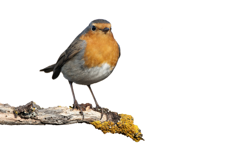 Robin - Erithacus rubecula, standing on a branch with white backgroundの写真素材