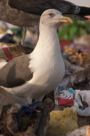 Yellow legged gull - Larus michahellis in a trash can with plastics and garbageの写真素材