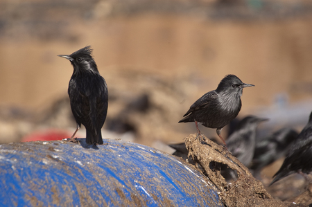 European starling - Sturnus vulgaris in a trash can with plasticsの写真素材