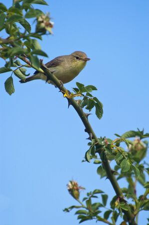 Melodious warbler - Hippolais polyglotta - perched on a branchの写真素材