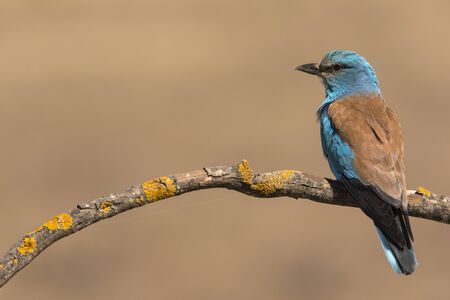 European roller perched on a twig - Coracias garrulusの写真素材