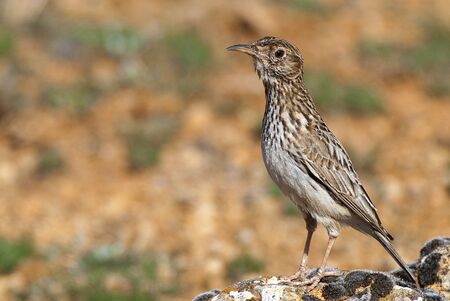 Lark of Dupont, Chersophilus duponti, in its habitat, Spain