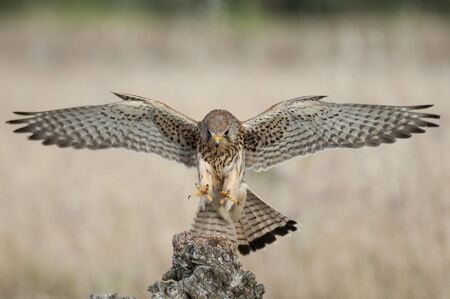 Common kestrel in flight - Falco tinnunculus - in natural habitatの写真素材