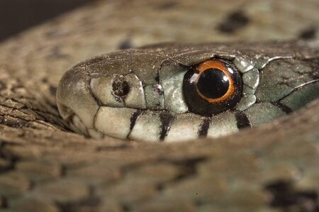 Grass Snake (Natrix natrix), eye, necklaceの写真素材