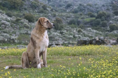 Portrait of sheepdog in a meadow, breed Mastinの写真素材