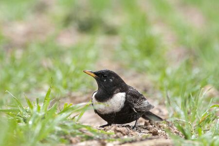 RING OUZEL - Turdus torquatus perched on the groundの写真素材
